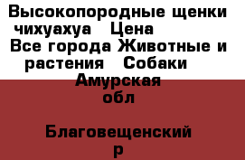 Высокопородные щенки чихуахуа › Цена ­ 25 000 - Все города Животные и растения » Собаки   . Амурская обл.,Благовещенский р-н